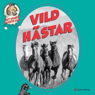 Det visste du inte om vildhästar