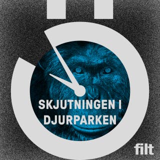 Skjutningen på Furuviks djurpark: Behövde schimpanserna dö?