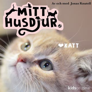 Mitt husdjur: Undulat