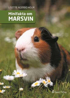 Minifakta om marsvin