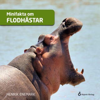 Minifakta om flodhästar