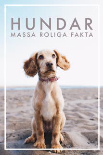 HUNDAR Massa roliga fakta