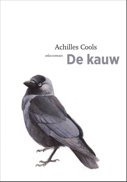 De kauw